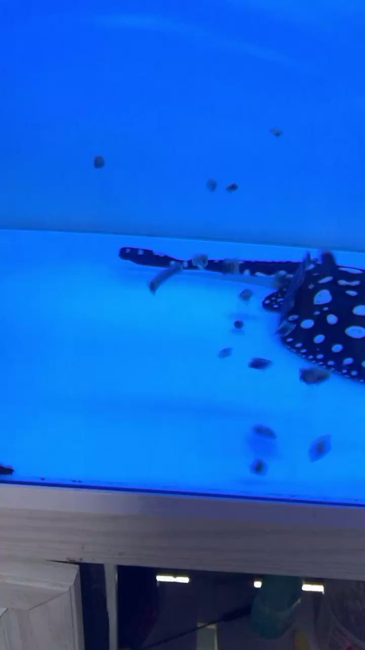 貴陽(yáng)水族館看看這吃東西的狀態(tài)