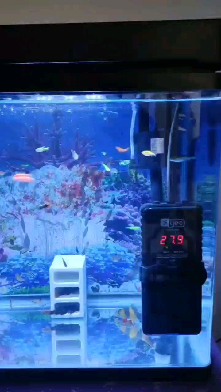 昌都水族館帝王血鉆L600三間鼠