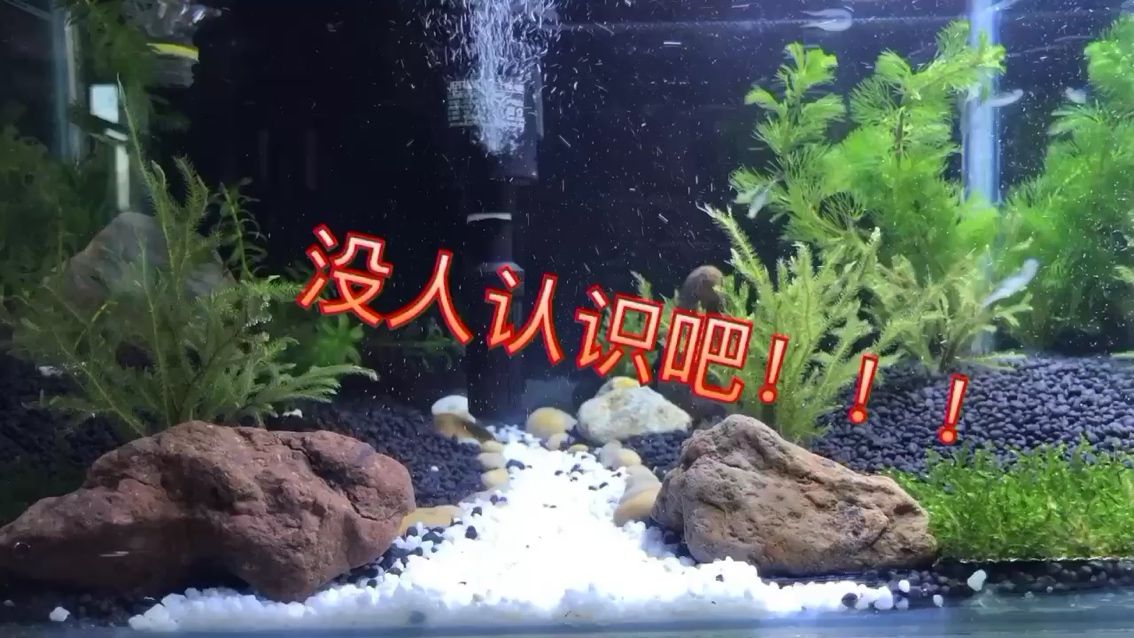 杭州水族館魚友們認識嗎？？？