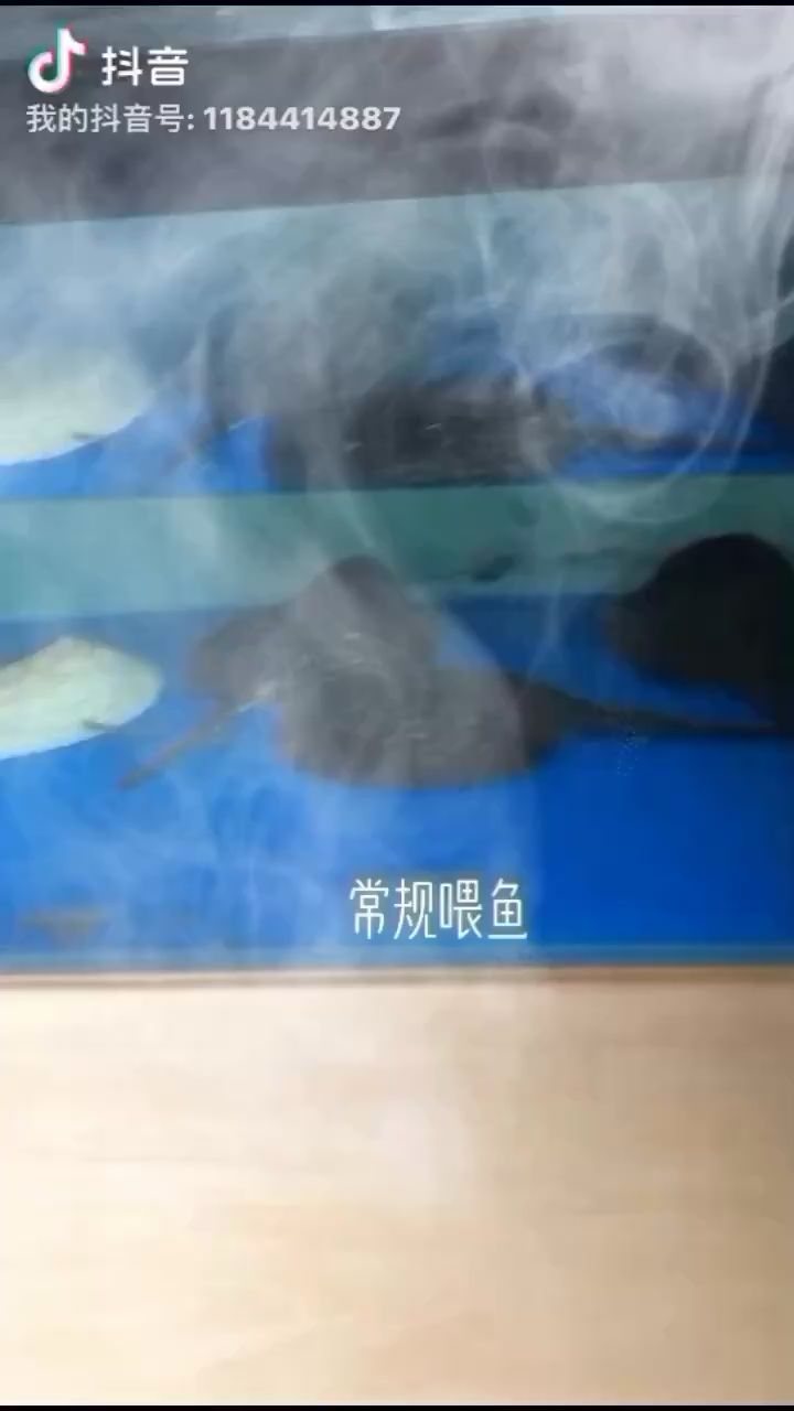 白子魟魚繁殖日記