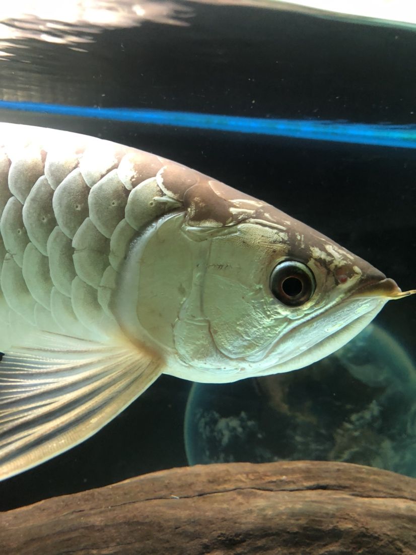 龍魚(yú)頭洞的出現(xiàn)與治療 狗仔（招財(cái)貓)魚(yú)苗 第2張