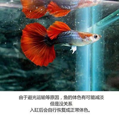 紅龍魚頭朝下肚皮向上翻（紅龍魚頭朝下肚皮向上翻怎么辦） 龍魚百科 第4張