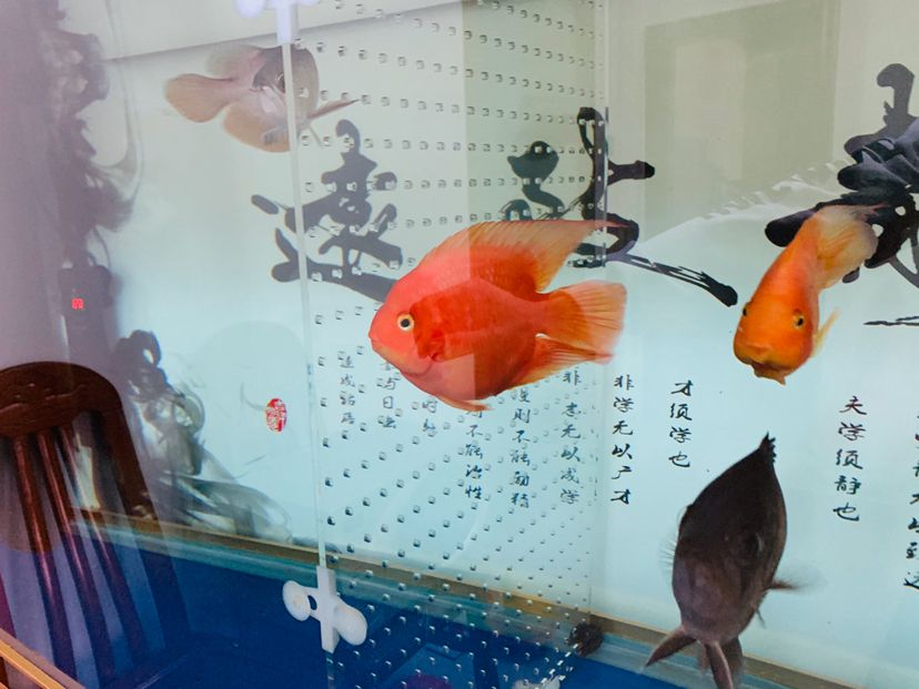 貴陽觀賞魚市場小驚喜 觀賞魚市場（混養(yǎng)魚） 第4張