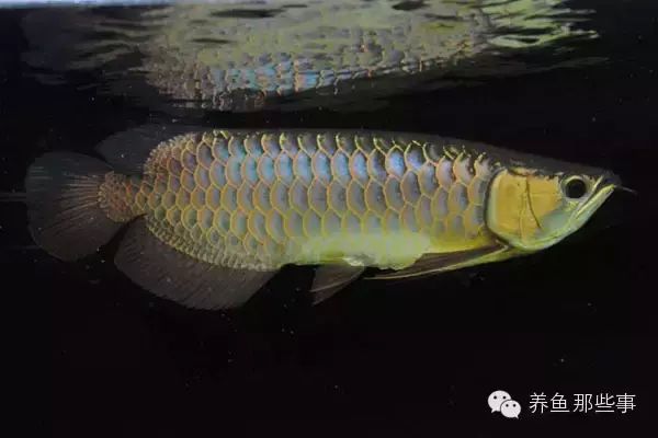 金龍魚(yú)的品種圖解介紹（寶石金龍魚(yú)品種介紹班加紅龍魚(yú)品種介紹） 龍魚(yú)百科 第4張