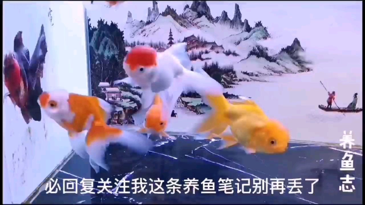 如何判斷魚缸的水質(zhì)