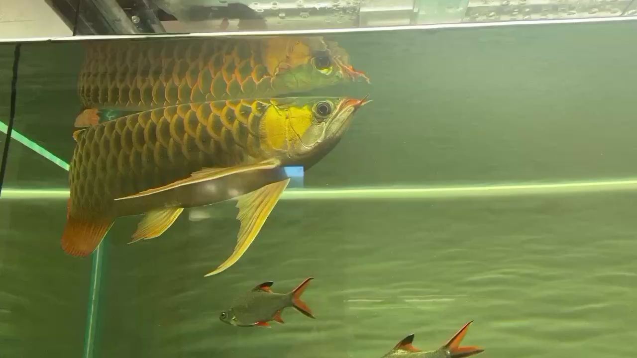 海西蒙古族藏族自治州水族館天熱