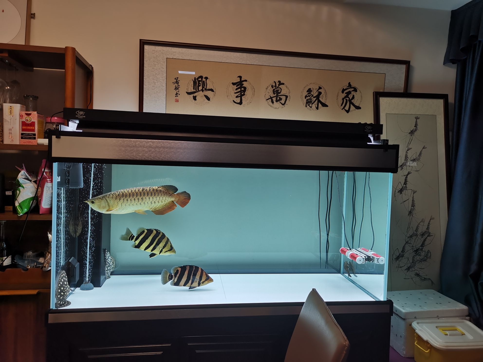 周口觀賞魚市場干凈舒服 觀賞魚市場（混養(yǎng)魚） 第1張