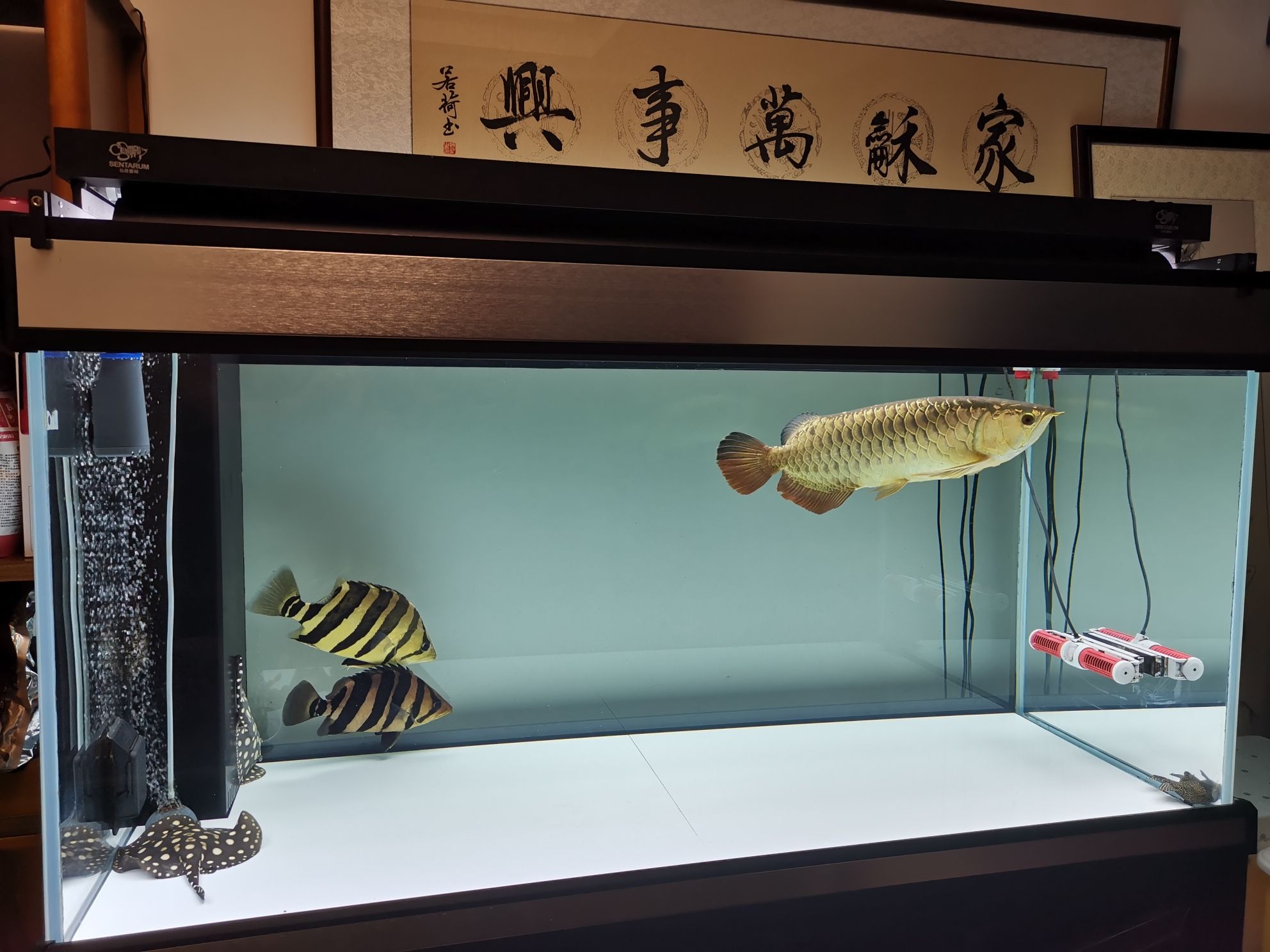 周口觀賞魚市場干凈舒服 觀賞魚市場（混養(yǎng)魚） 第2張