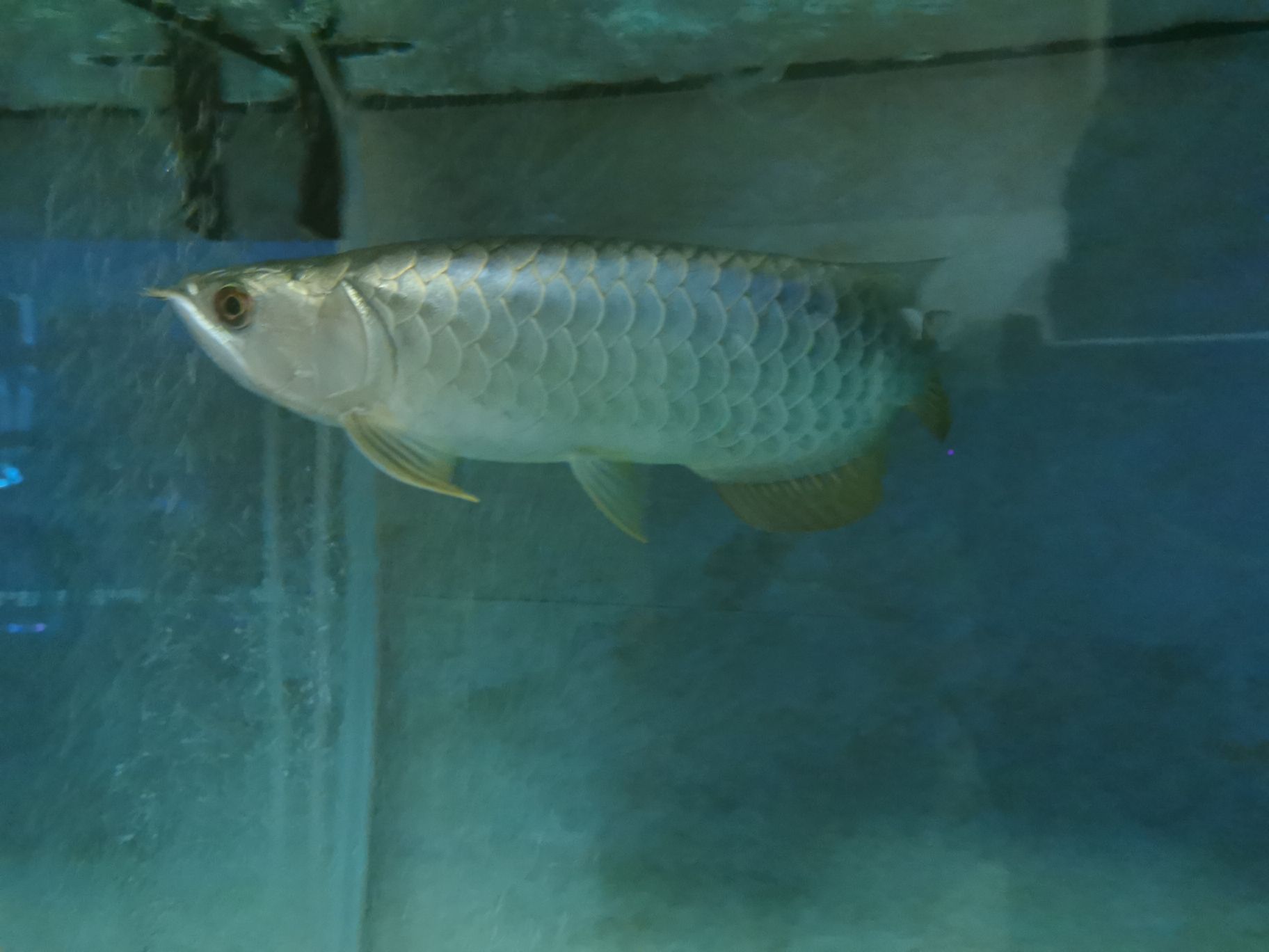 安康水族館來組關(guān)燈照