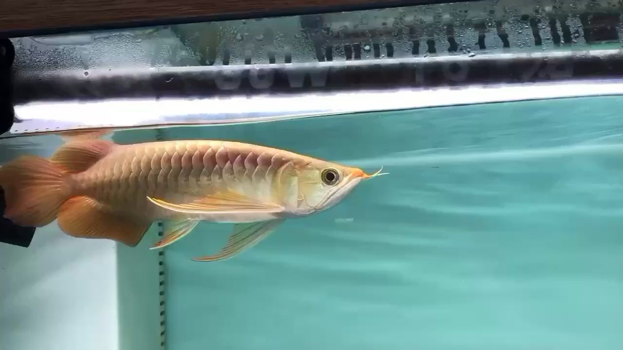 果洛藏族自治州水族館賽級(jí)大湖魚(yú)