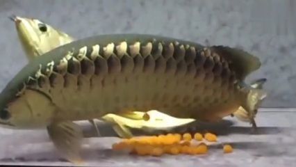 金龍魚喂飼料好還是活食好呢（金龍魚喂飼料和活食的對(duì)比）