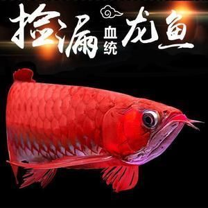 金龍魚喂飼料好還是活食好呢（金龍魚喂飼料和活食的對比） 龍魚百科 第4張