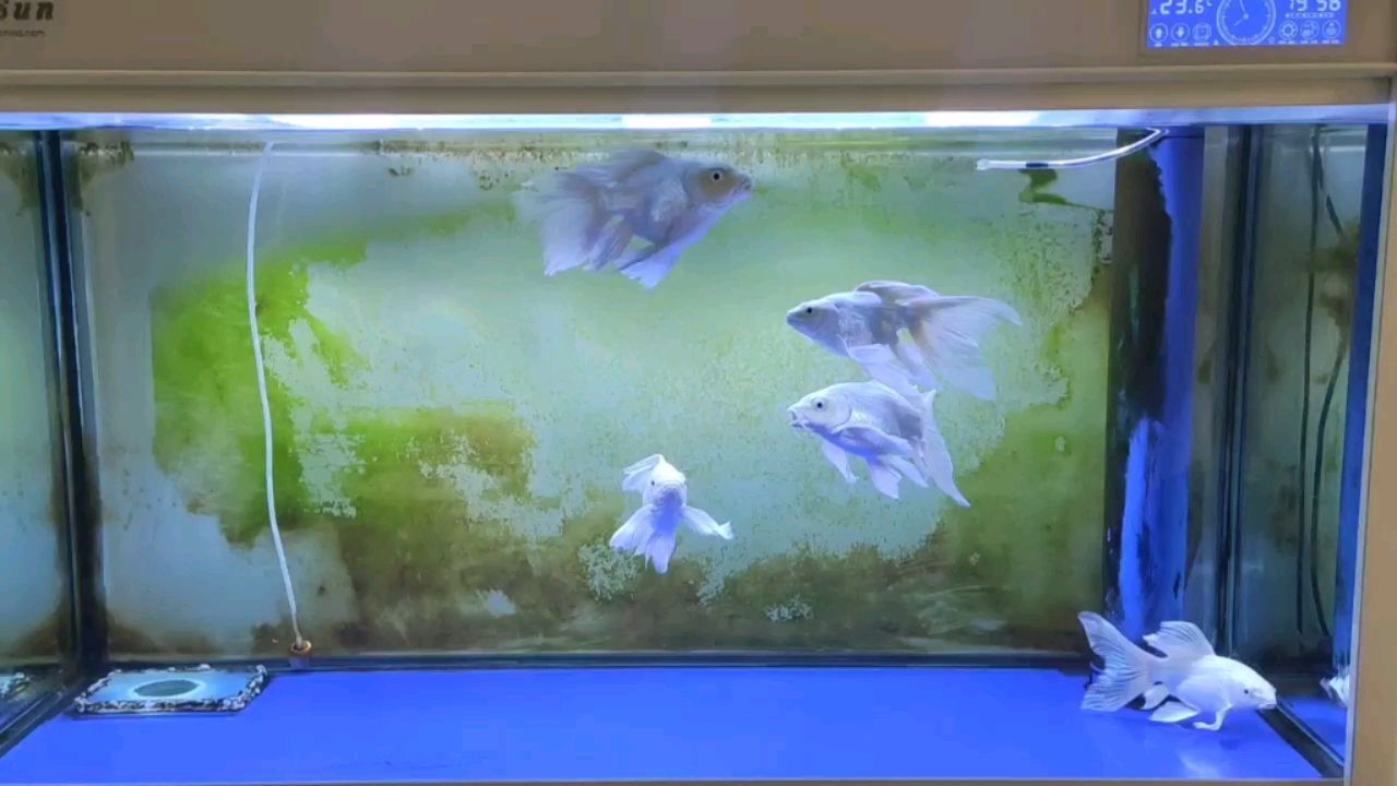 一周未見的魚順便清理下水泵艙的菌膜 水族維護(hù)服務(wù)（上門） 第1張