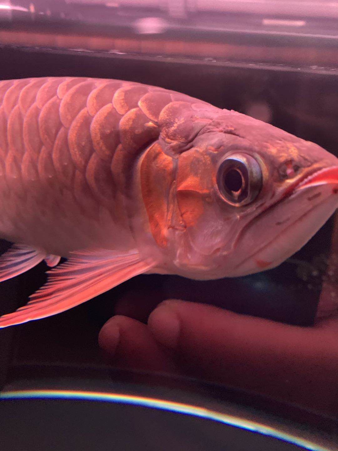 黃山水族館大神們幫忙看看這是怎么了？