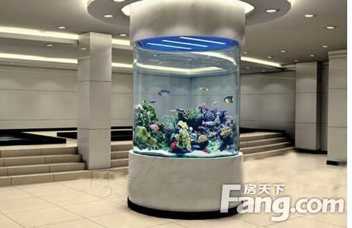 高端龍魚品種鑒別 水族問答