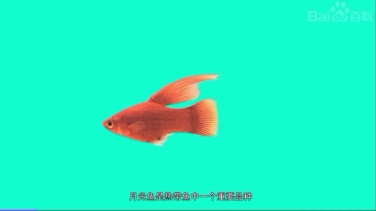 月光魚