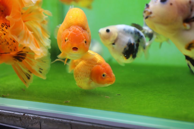 莆田水族館一群小可愛(ài)