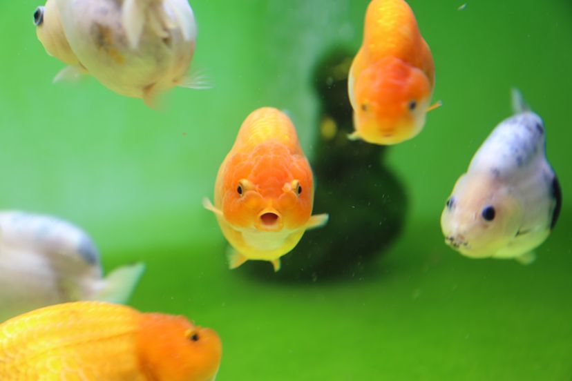 莆田水族館一群小可愛(ài) 暹羅巨鯉 第4張