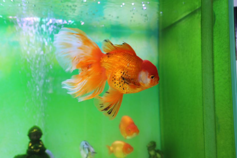 莆田水族館一群小可愛(ài) 暹羅巨鯉 第8張