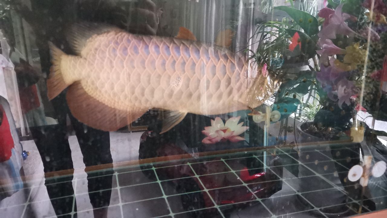 金龍魚紅龍魚飼料技術(shù)和選購(gòu)注意指南