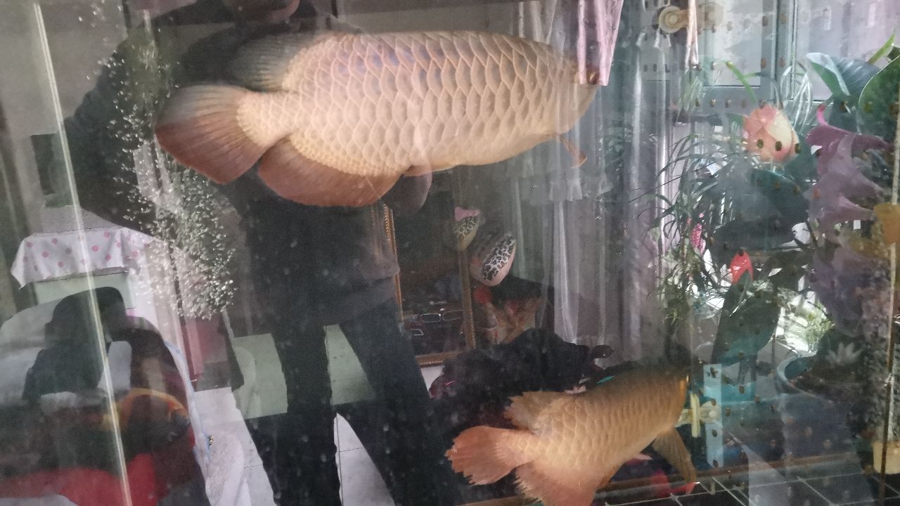 金龍魚紅龍魚飼料技術(shù)和選購注意指南 紅老虎魚 第4張