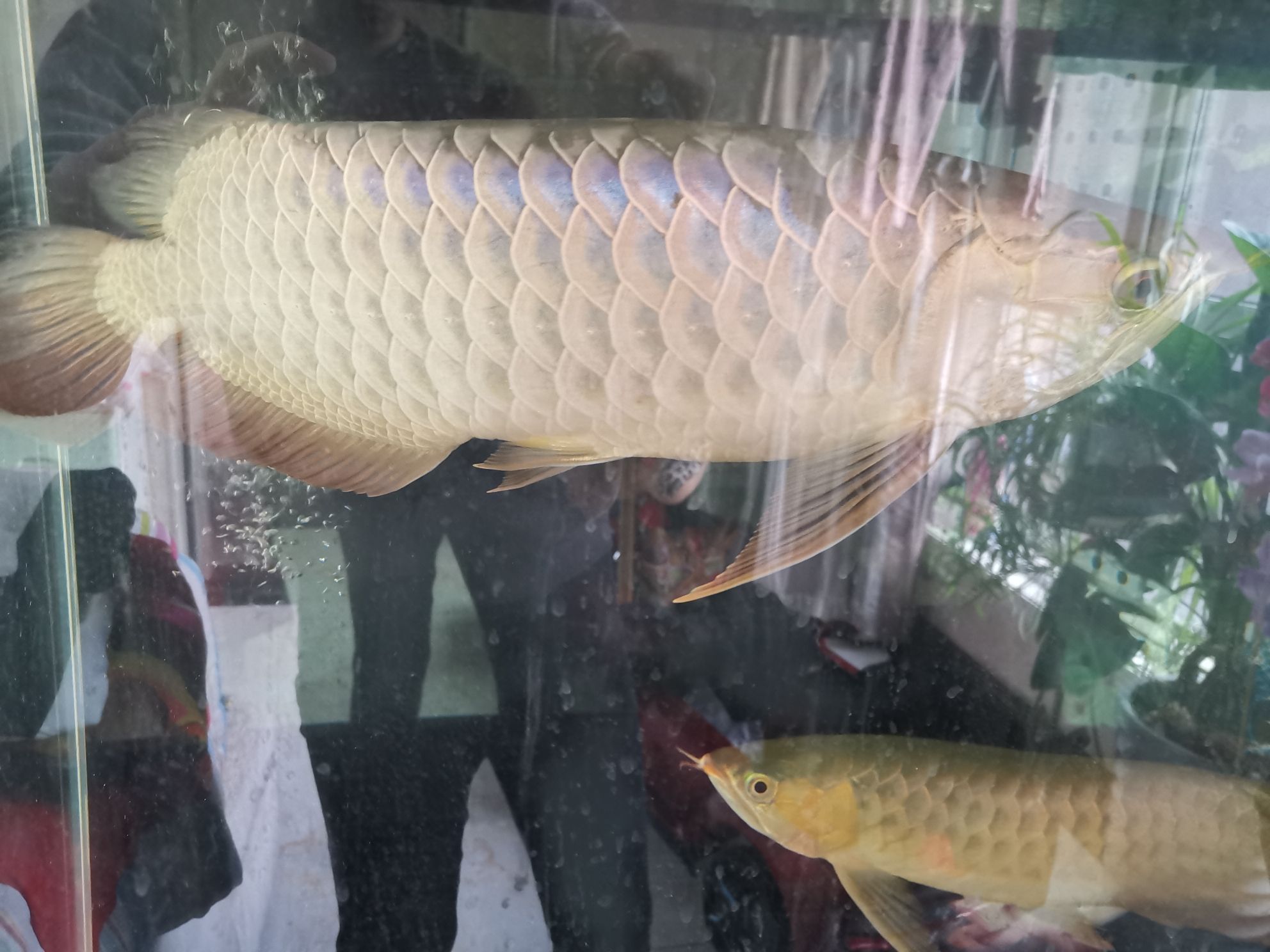 金龍魚紅龍魚飼料技術(shù)和選購注意指南 紅老虎魚 第5張