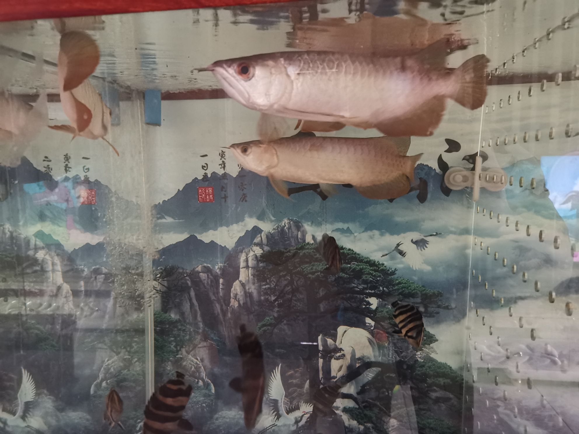 金龍魚紅龍魚飼料技術(shù)和選購注意指南 紅老虎魚 第8張