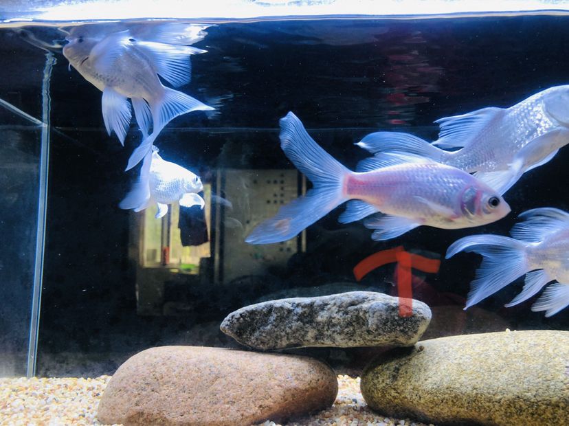 湖州水族館一條小草金的白化路 泰國(guó)雪鯽魚 第2張