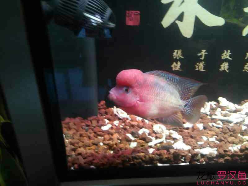 羅納爾迪尼奧1歲 泰國(guó)雪鯽魚(yú) 第2張