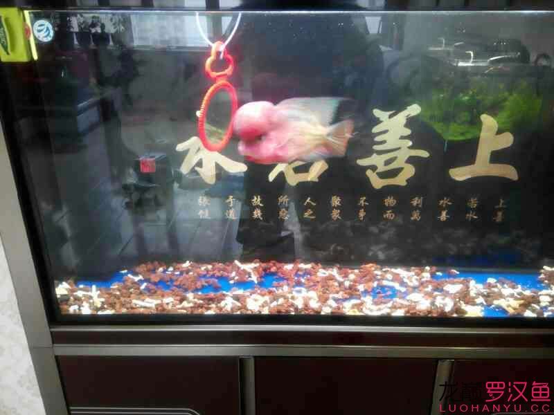 羅納爾迪尼奧1歲 泰國(guó)雪鯽魚(yú) 第7張