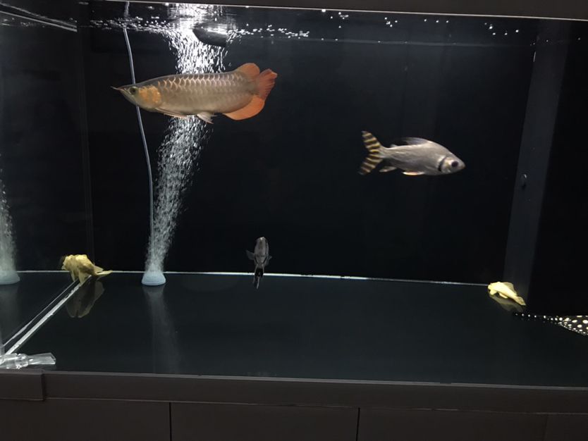 聊城水族館變化巨大 大湖紅龍魚 第7張