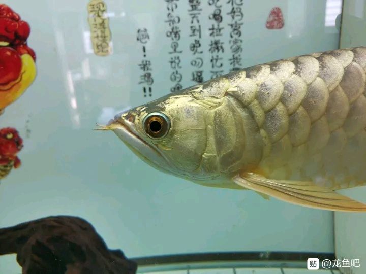 遵義觀賞魚市場來個大神看下這是公還是母？