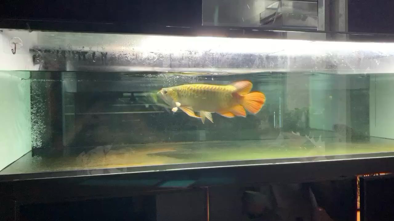 分享龍魚