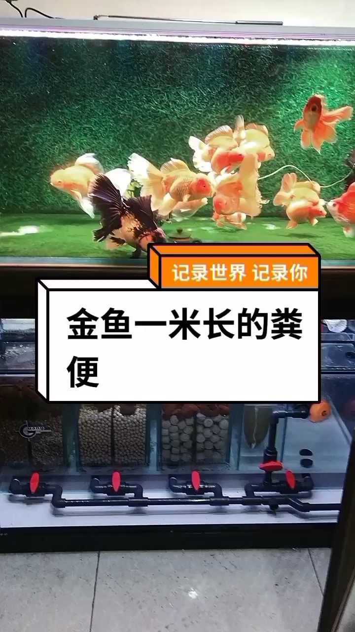 金魚分享