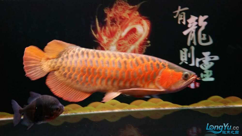 遵義觀賞魚(yú)市場(chǎng)龍虎一家養(yǎng)魚(yú)3年請(qǐng)大家批評(píng)指導(dǎo) 觀賞魚(yú)市場(chǎng)（混養(yǎng)魚(yú)） 第11張