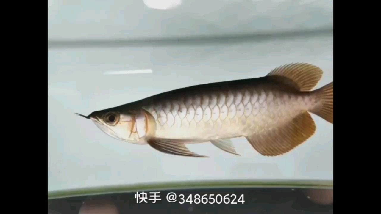 白銀水族館保持初衷