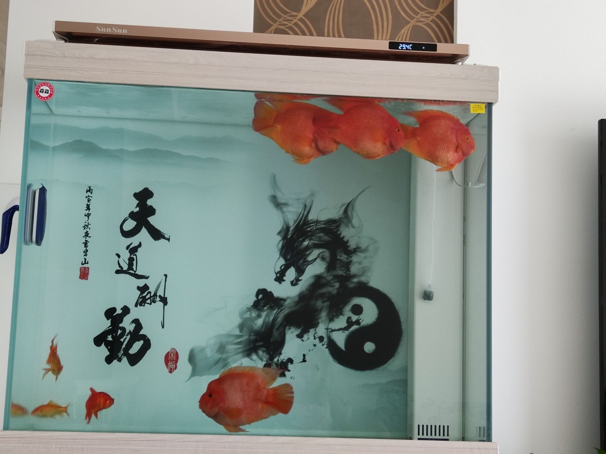 寶雞水族館新入缸鸚鵡魚