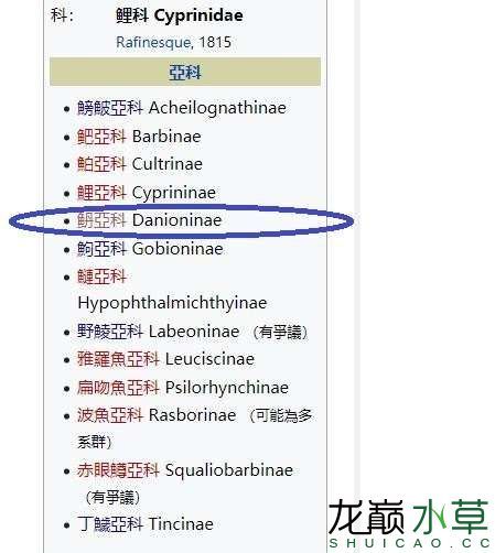 中國大陸鯉科魚之?亞科篇傳統(tǒng)分類法