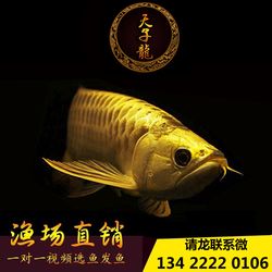 焦作觀賞魚市場(chǎng)正在風(fēng)干的老臘肉 觀賞魚市場(chǎng)（混養(yǎng)魚） 第2張