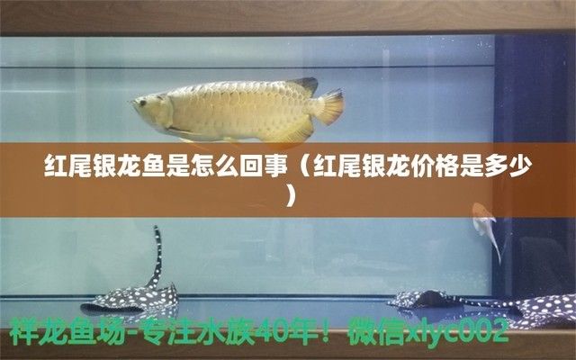 高端金龍魚魚缸維護(hù)技巧（金龍魚魚缸的過濾系統(tǒng)應(yīng)該多久更換一次金龍魚魚缸） 水族問答