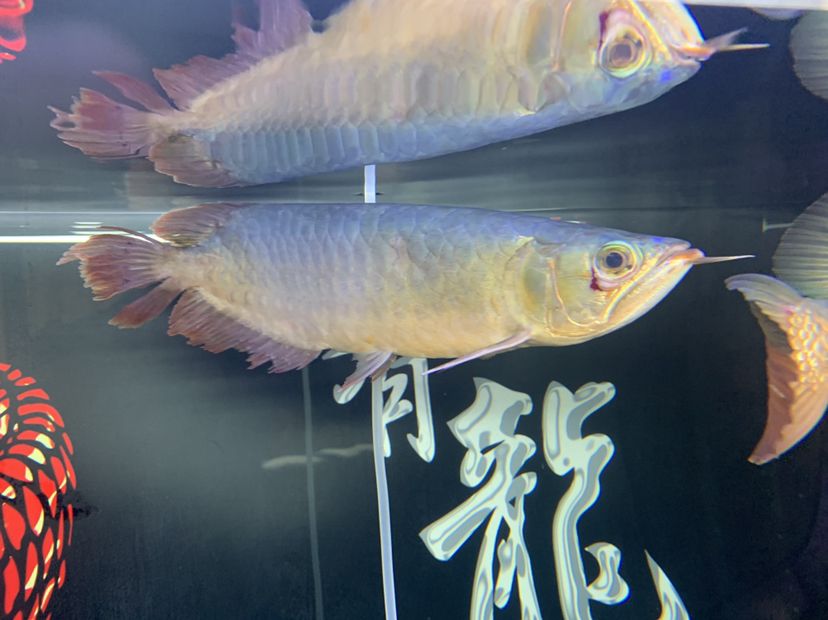 吉林觀賞魚市場求解大神