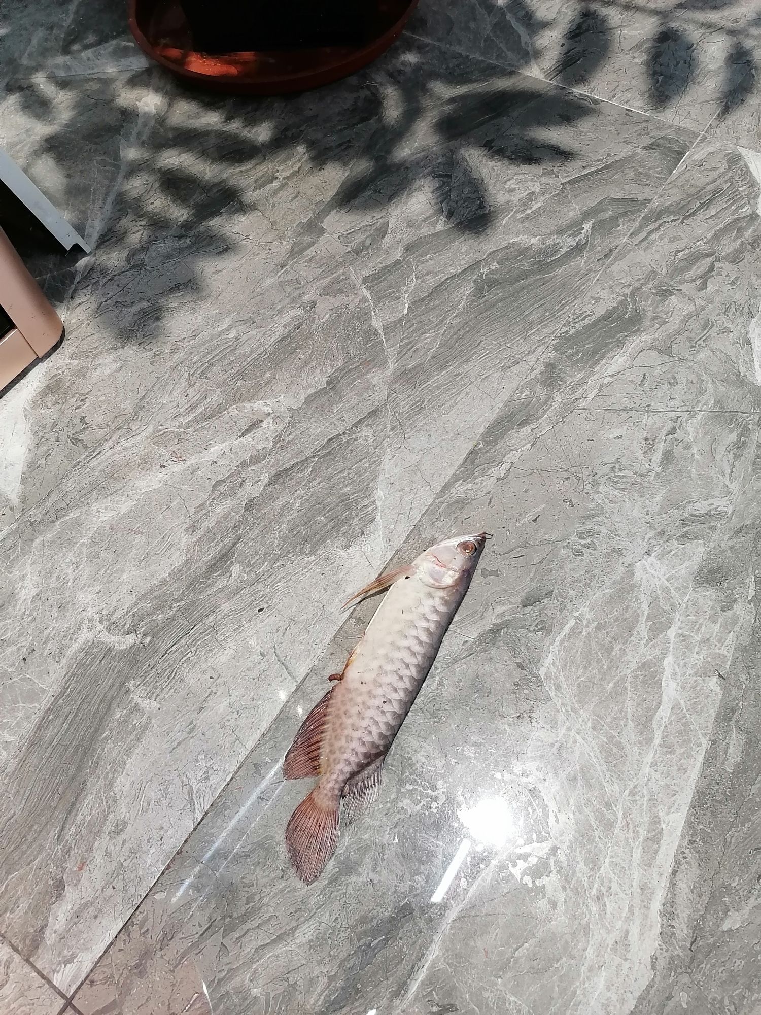 連云港觀賞魚市場龍魚干