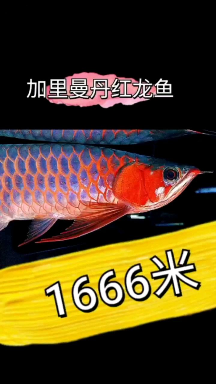 加里曼丹紅龍魚