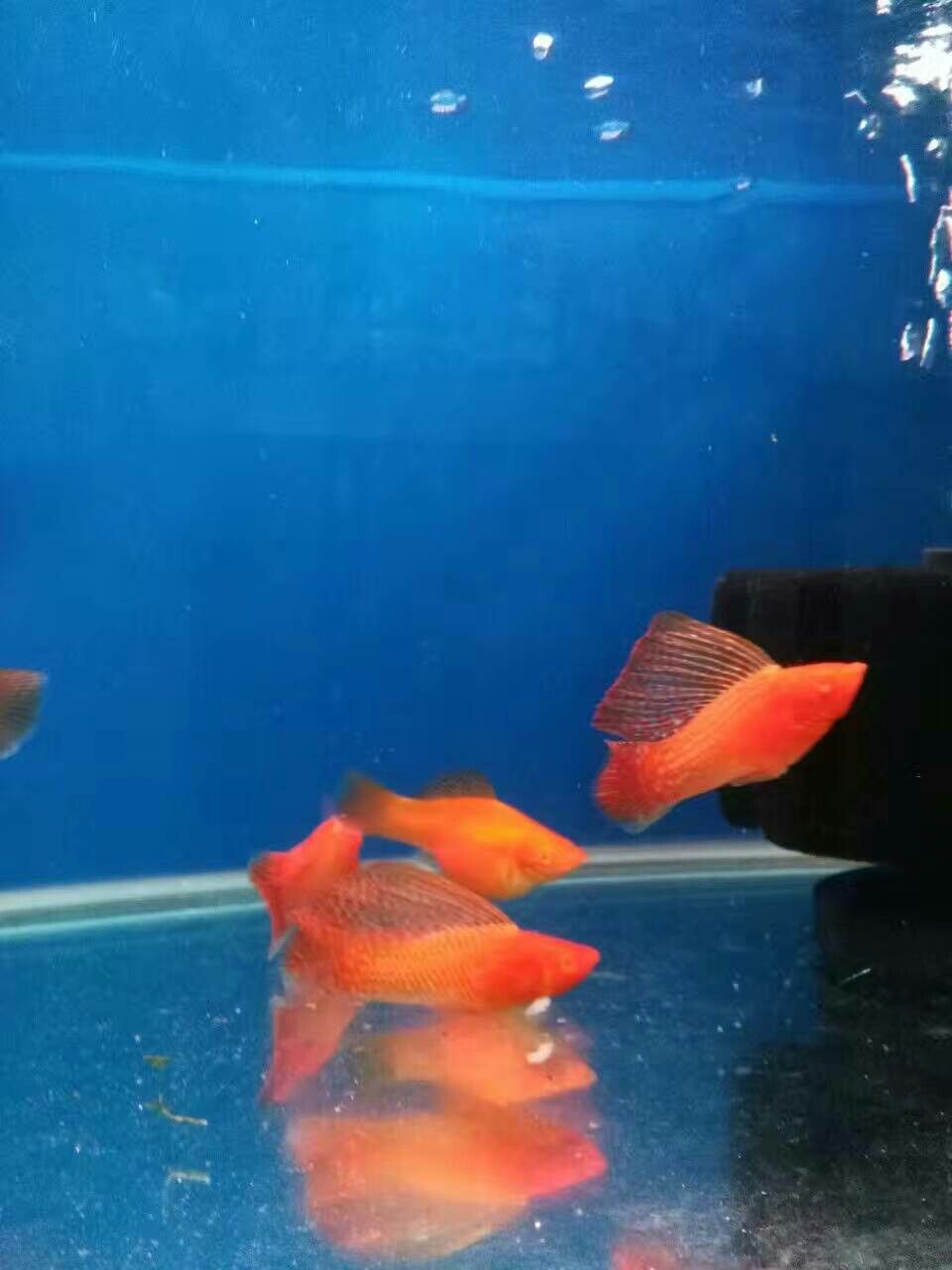 這個(gè)小紅魚(yú)是孔雀一種嗎？