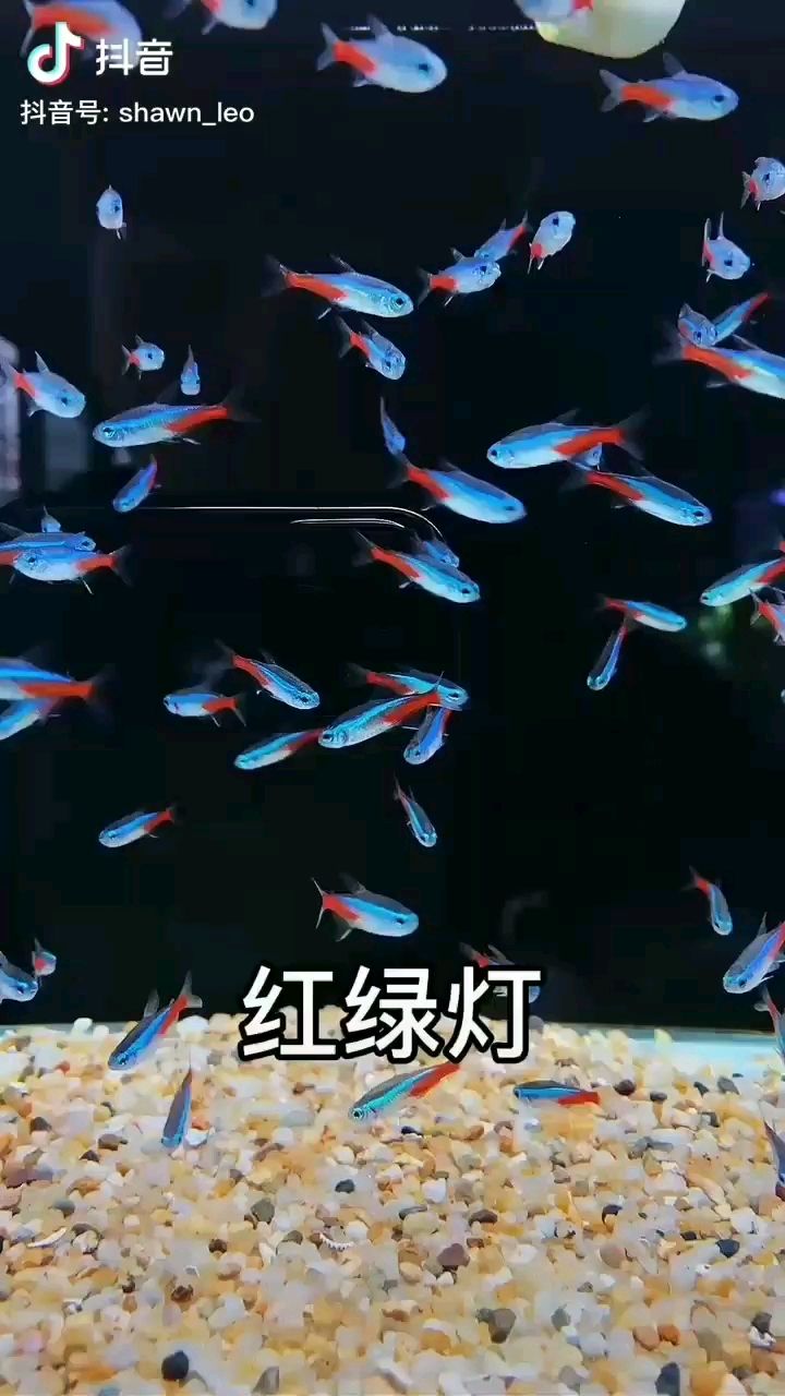 賀州水族館小型魚大集合