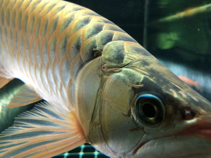 中山水族批發(fā)市場紅起來