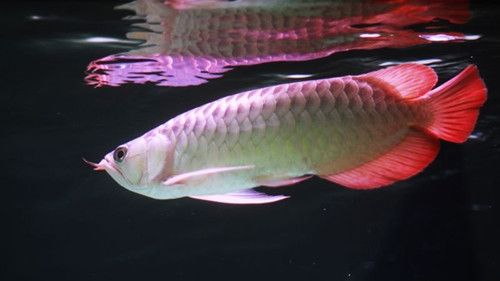 紅色金龍魚(yú)價(jià)格多少錢一條（如何辨別金龍魚(yú)品質(zhì)，金龍魚(yú)市場(chǎng)價(jià)格走勢(shì)分析） 龍魚(yú)百科 第2張