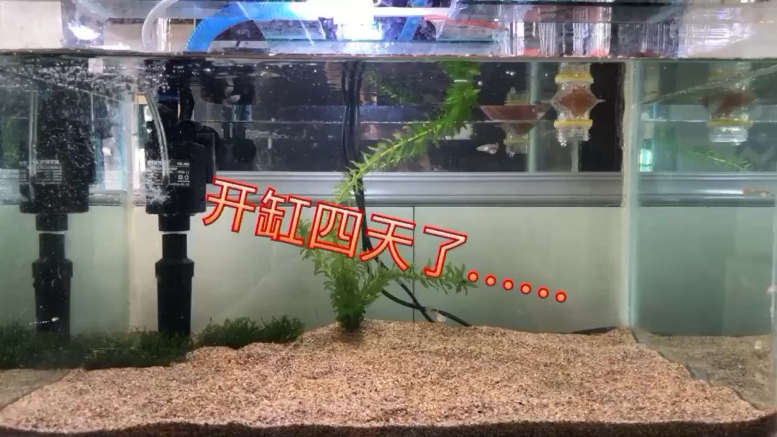 和田觀賞魚市場開缸的第四天 觀賞魚市場（混養(yǎng)魚）