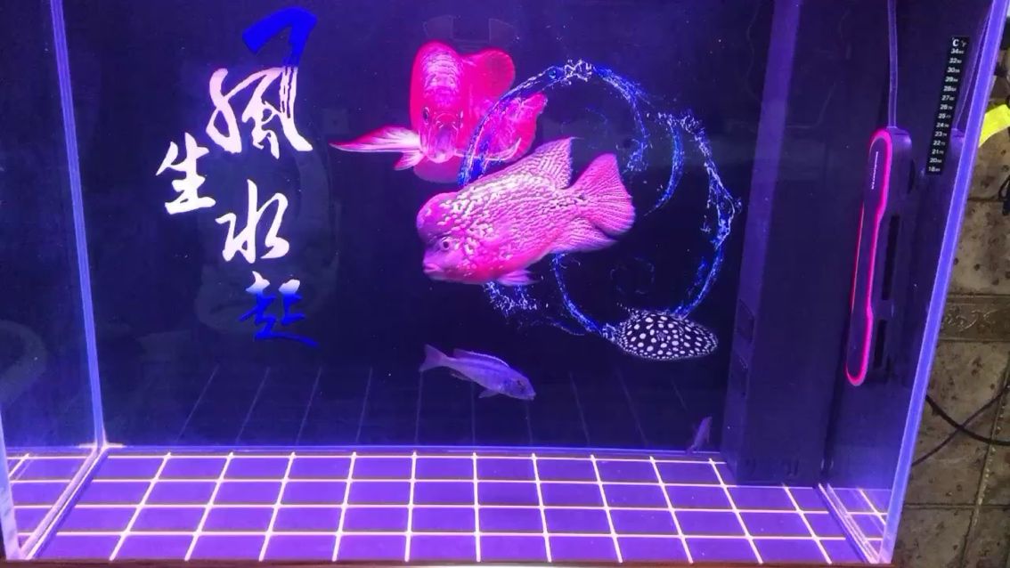 北海水族館晚餐之后慘不忍睹