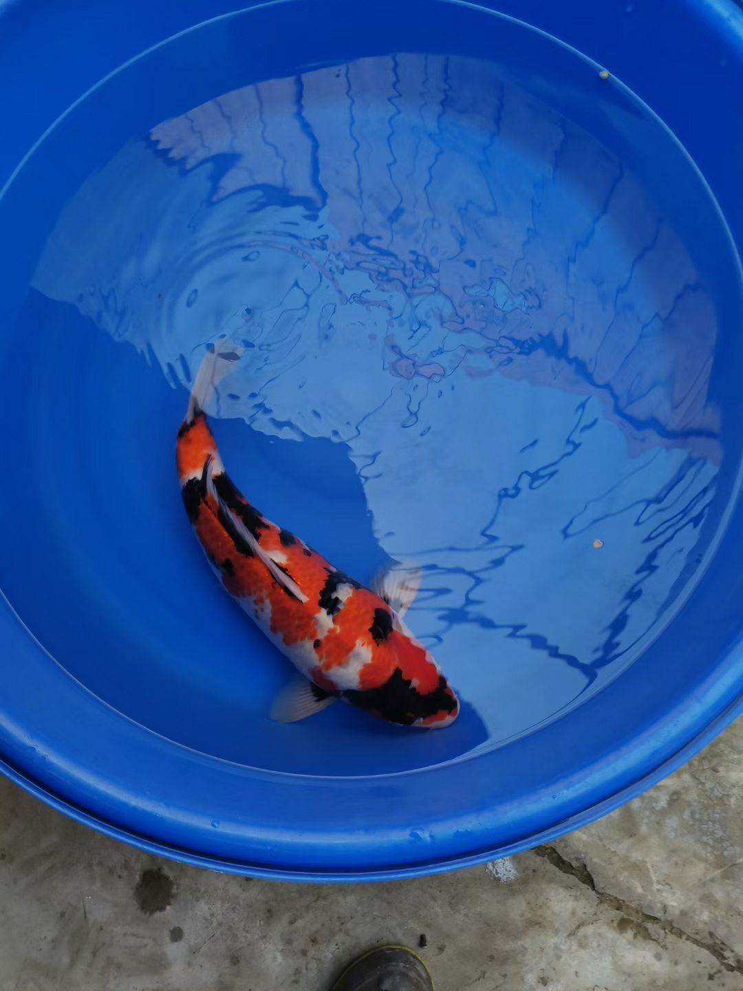 懷化水族館大日昭和